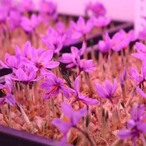 Telangana Saffron